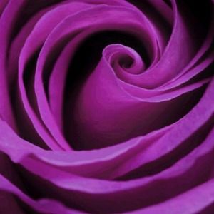 Meet your Posher, Sheila